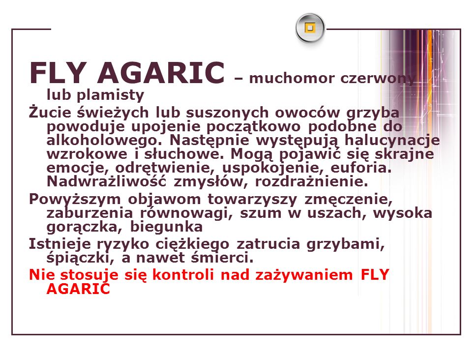 FLY AGARIC – muchomor czerwony lub plamisty