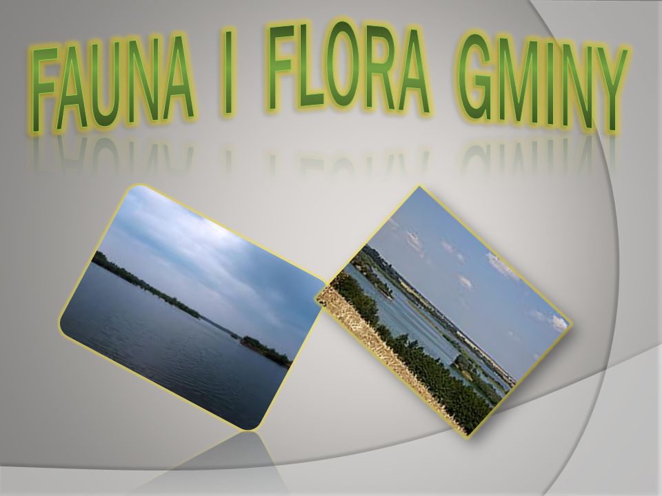 FAUNA I FLORA GMINY