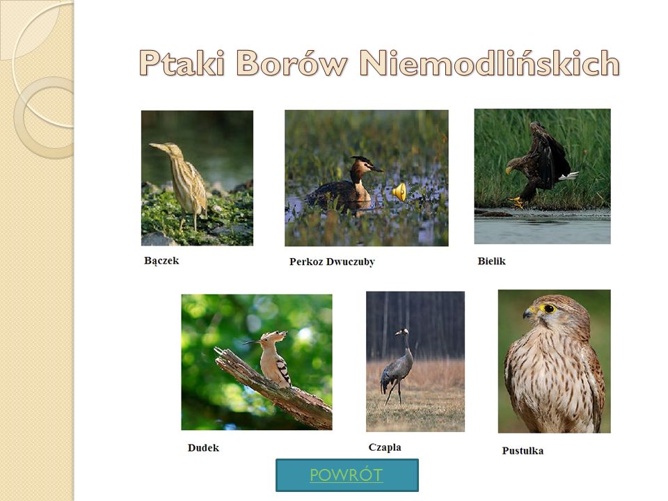 Ptaki Borów Niemodlińskich