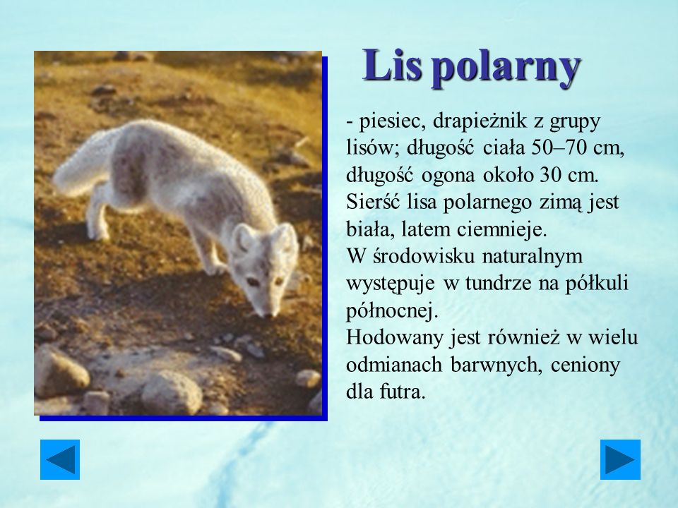 Lis polarny