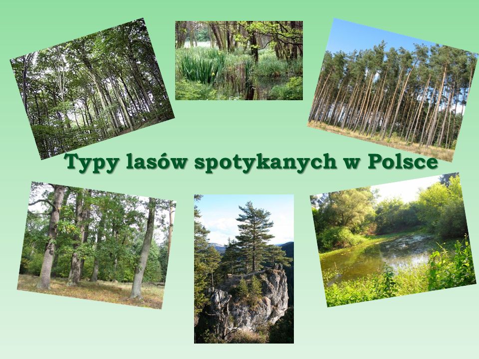 Typy lasów spotykanych w Polsce