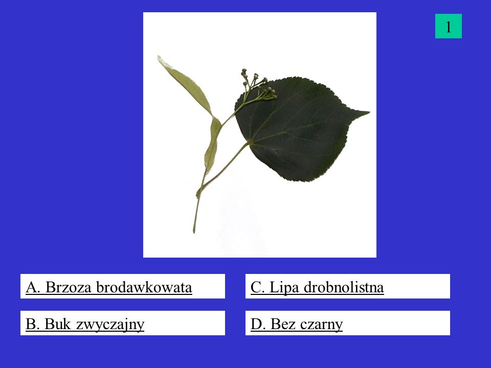1 A. Brzoza brodawkowata C. Lipa drobnolistna B. Buk zwyczajny D. Bez czarny
