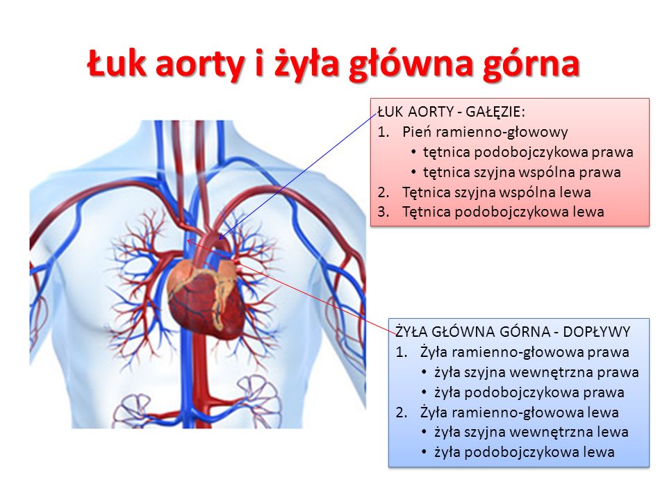 Łuk aorty i żyła główna górna
