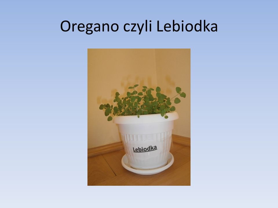 Oregano czyli Lebiodka