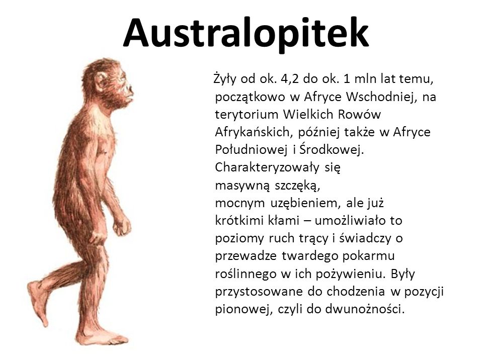 Australopitek