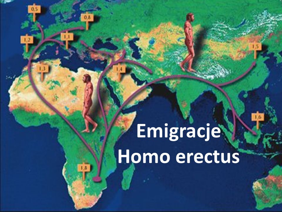 Emigracje Homo erectus