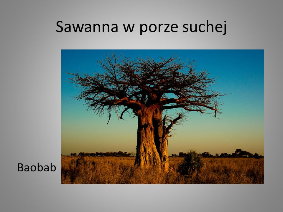 Sawanna w porze suchej Baobab