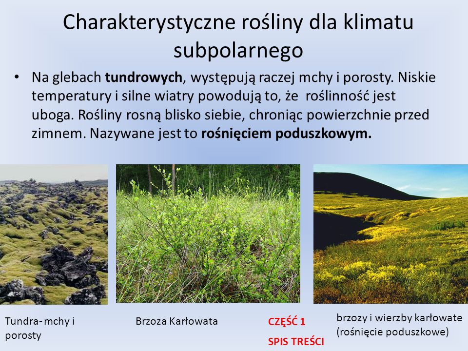 Charakterystyczne rośliny dla klimatu subpolarnego