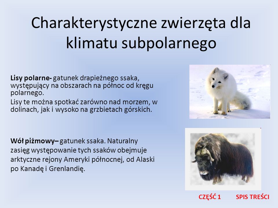 Charakterystyczne zwierzęta dla klimatu subpolarnego