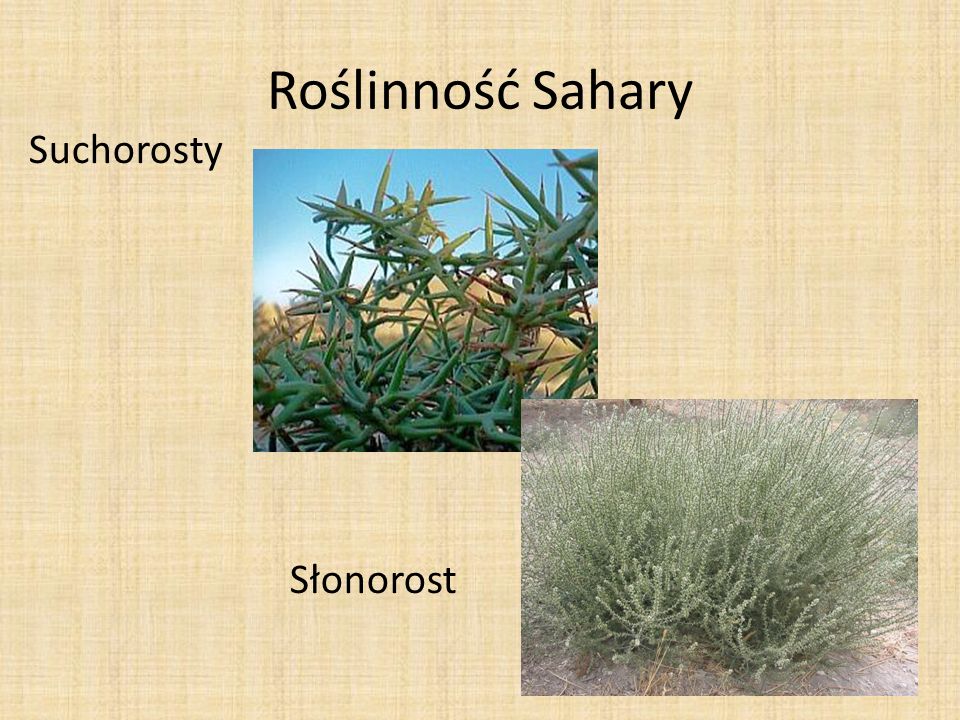 Roślinność Sahary Suchorosty Słonorost