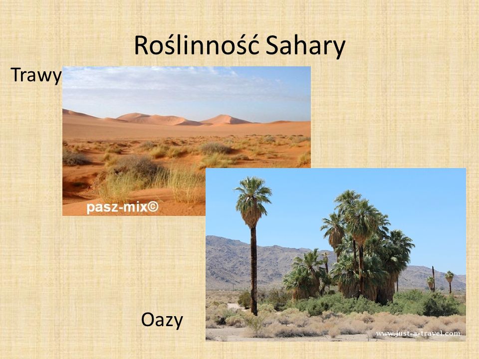 Roślinność Sahary Trawy Oazy