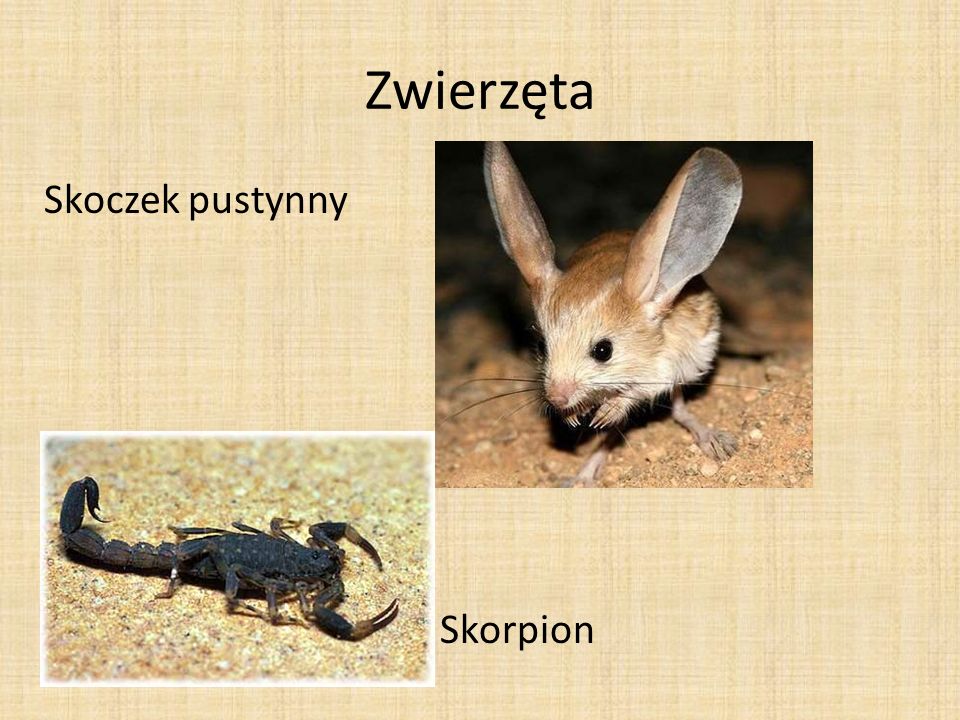 Zwierzęta Skoczek pustynny Skorpion