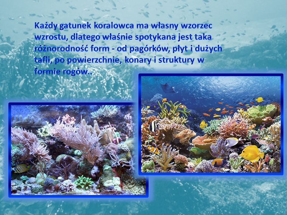 Każdy gatunek koralowca ma własny wzorzec wzrostu, dlatego właśnie spotykana jest taka różnorodność form - od pagórków, płyt i dużych tafli, po powierzchnie, konary i struktury w formie rogów..