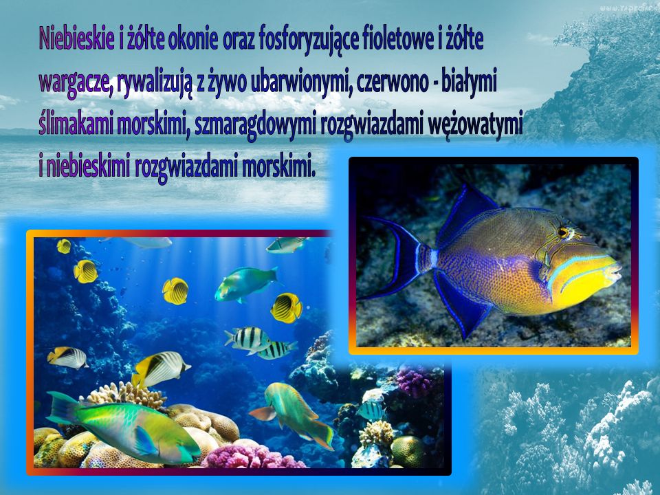 Niebieskie i żółte okonie oraz fosforyzujące fioletowe i żółte wargacze, rywalizują z żywo ubarwionymi, czerwono - białymi ślimakami morskimi, szmaragdowymi rozgwiazdami wężowatymi i niebieskimi rozgwiazdami morskimi.