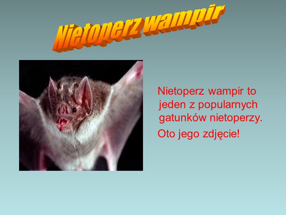 Nietoperz wampir Nietoperz wampir to jeden z popularnych gatunków nietoperzy. Oto jego zdjęcie!