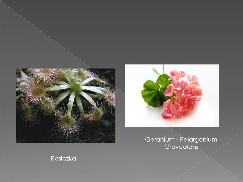 Geranium - Pelargonium Graveolens