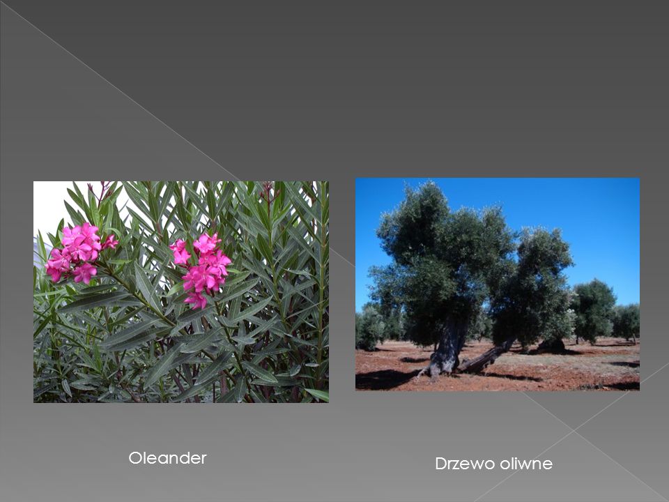 Oleander Drzewo oliwne