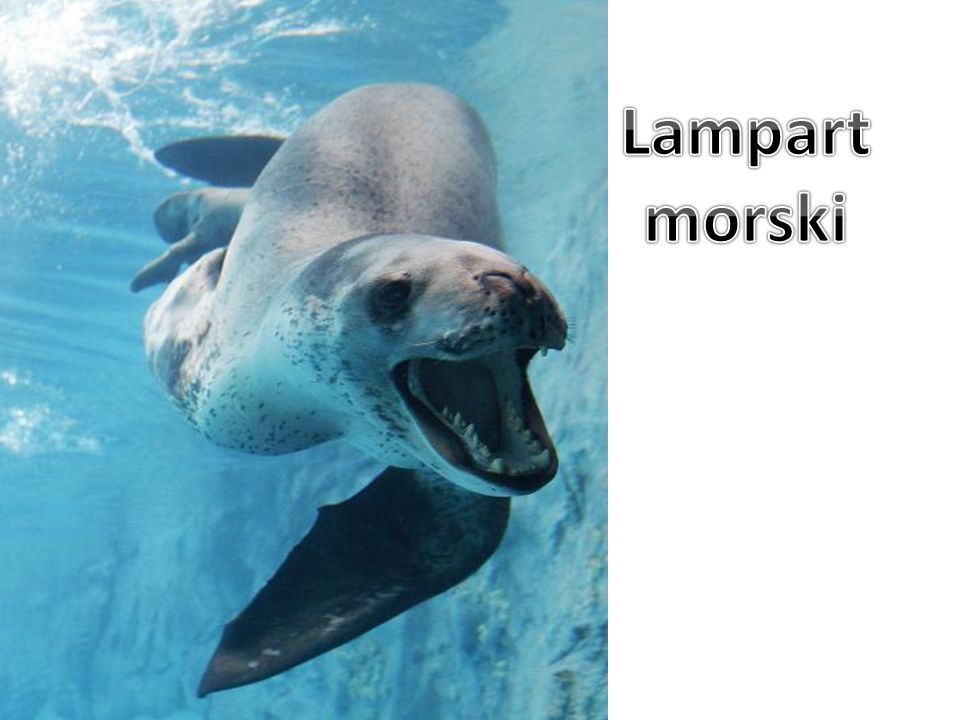 Lampart morski