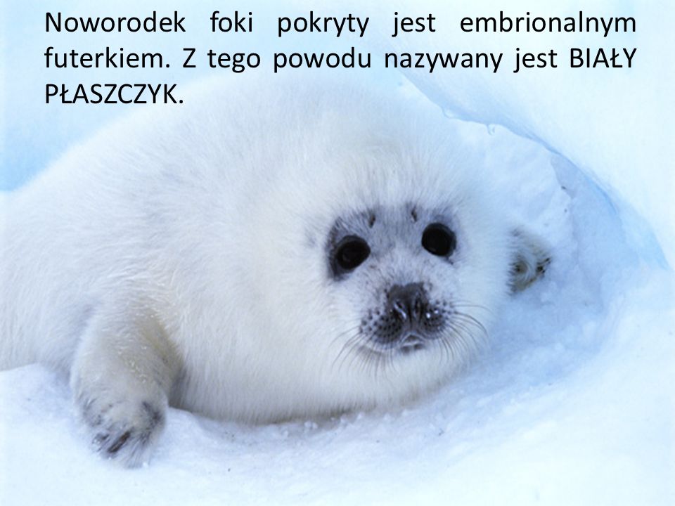 Noworodek foki pokryty jest embrionalnym futerkiem