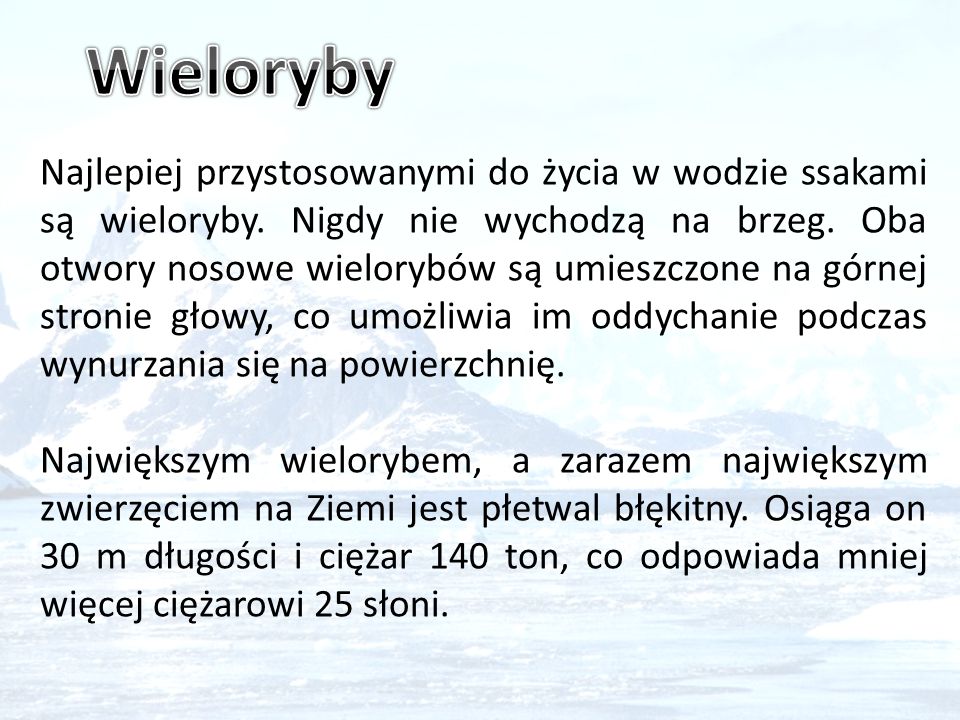 Wieloryby