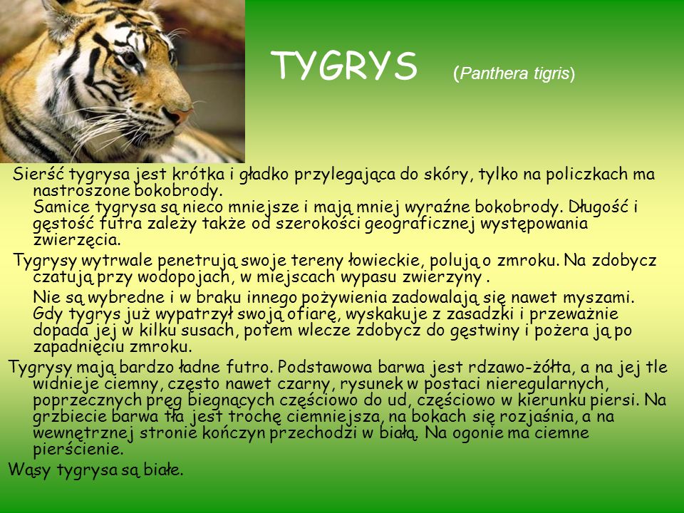 TYGRYS (Panthera tigris)