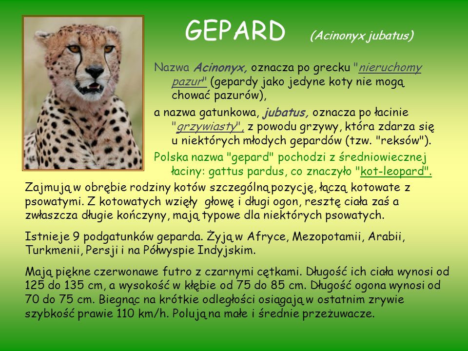 GEPARD (Acinonyx jubatus)