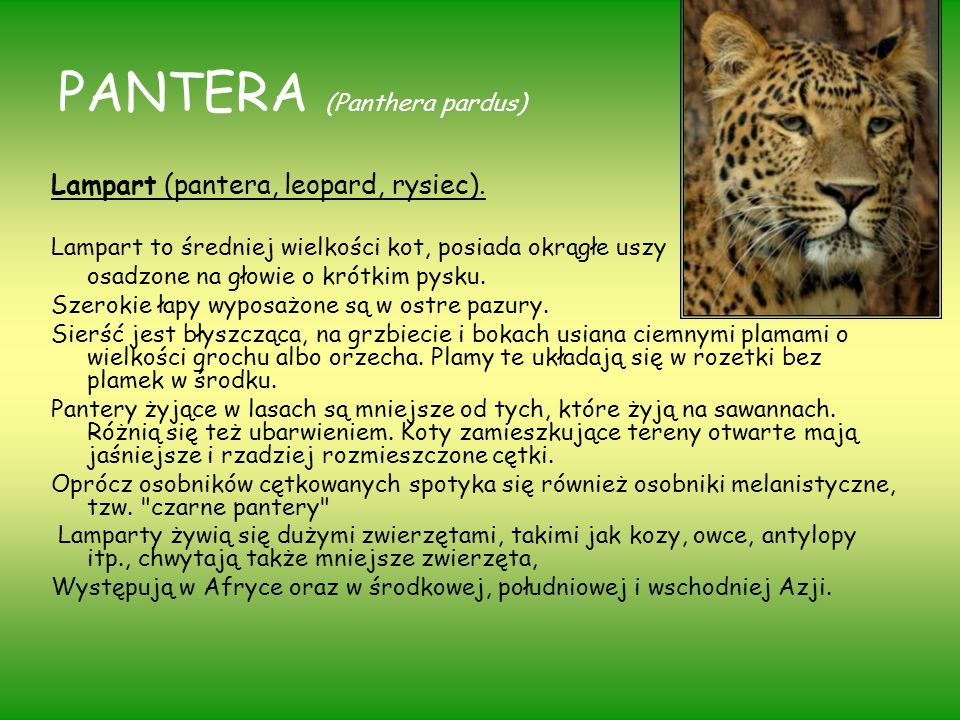 PANTERA (Panthera pardus)