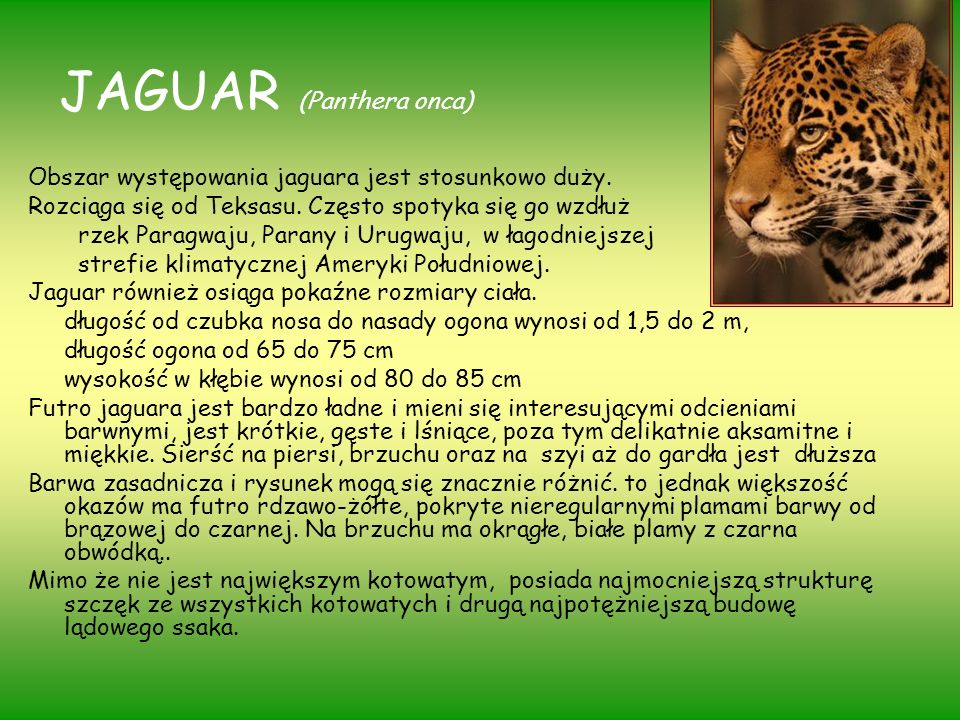 JAGUAR (Panthera onca)