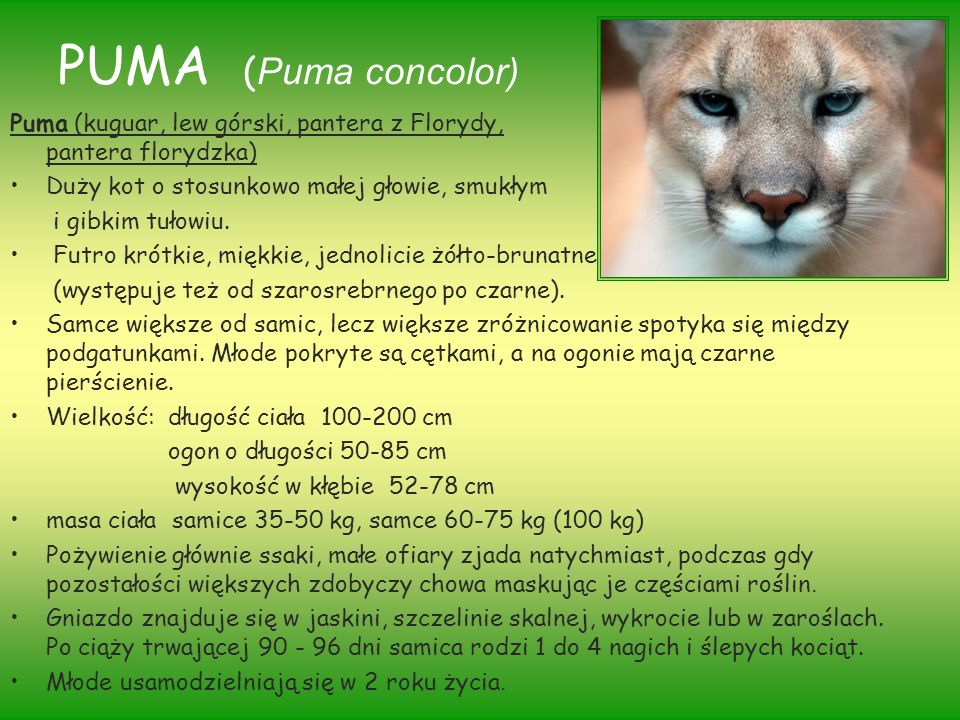 PUMA (Puma concolor)