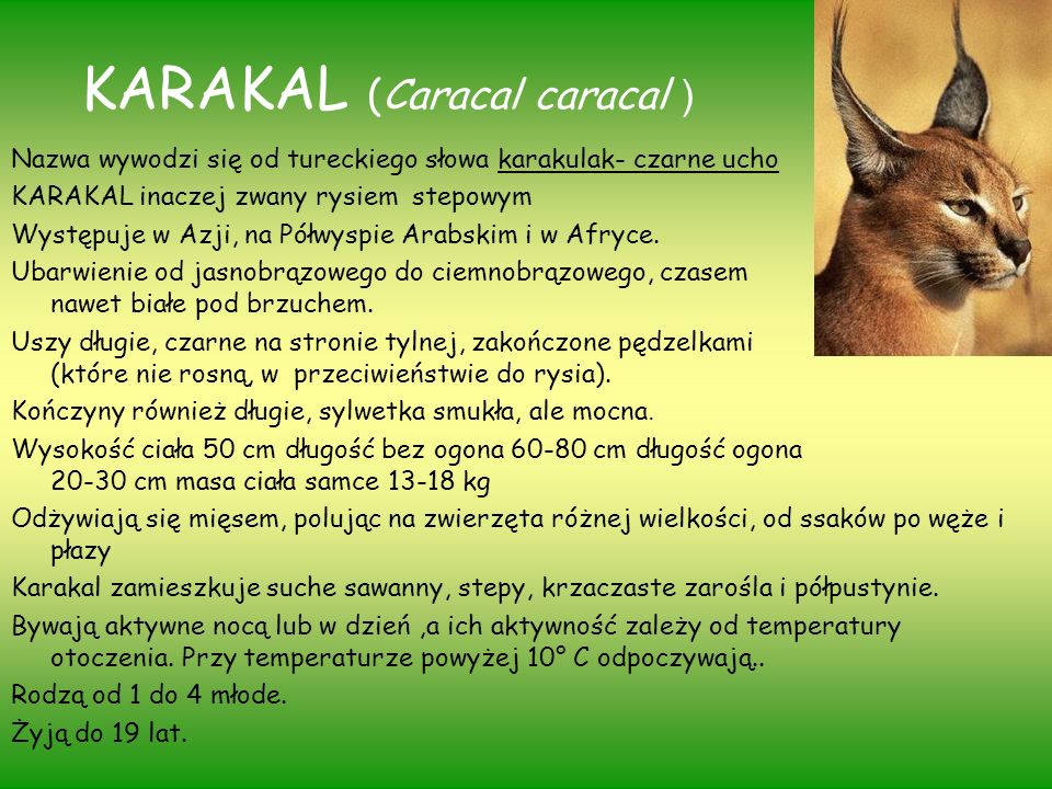 KARAKAL (Caracal caracal )