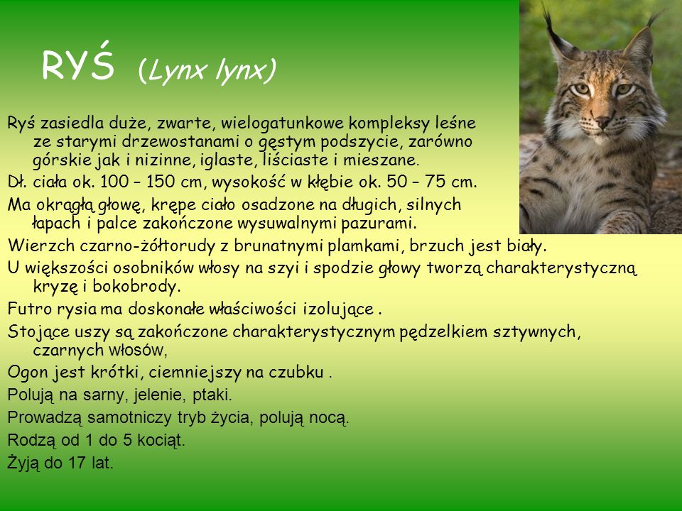 RYŚ (Lynx lynx)