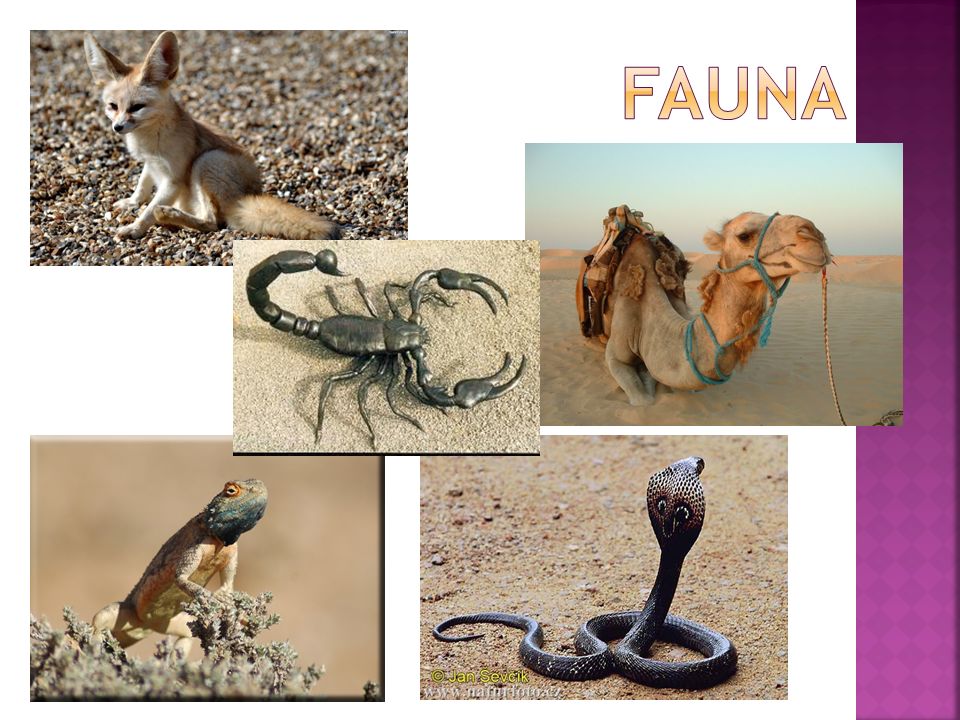 fauna