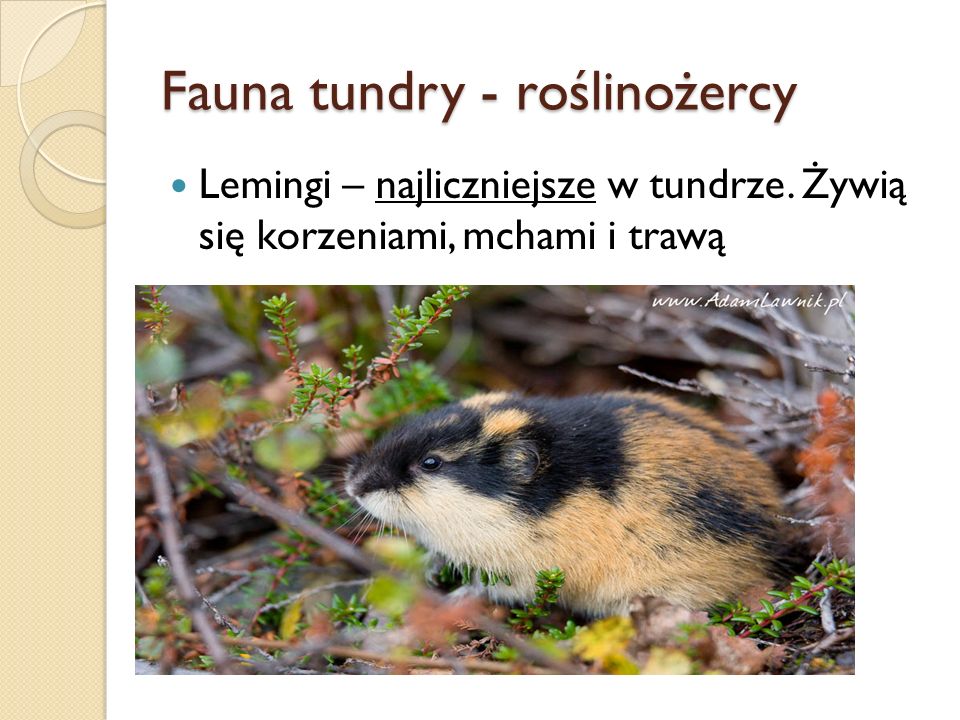 Fauna tundry - roślinożercy