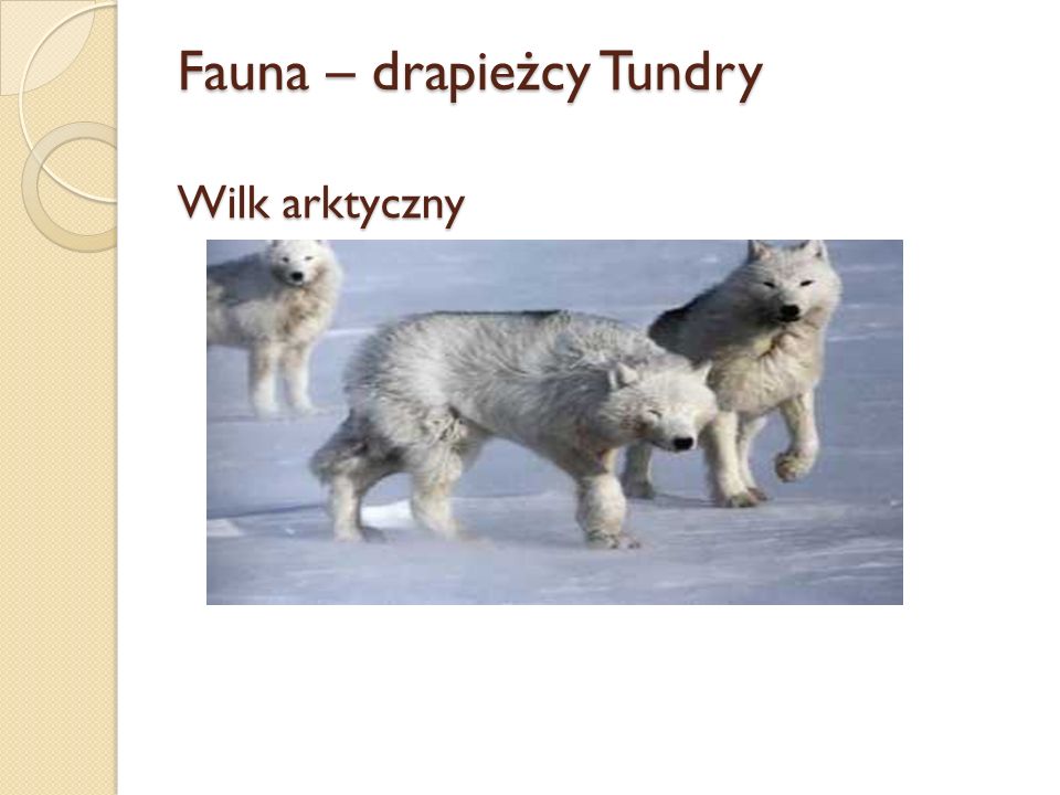 Fauna – drapieżcy Tundry Wilk arktyczny
