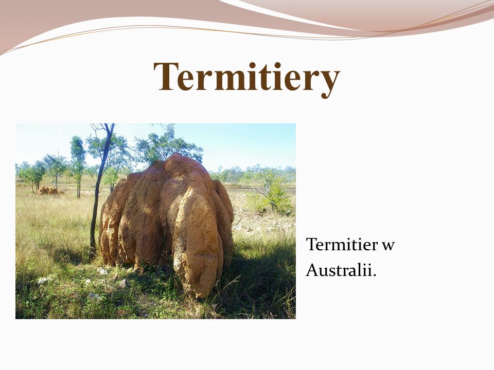 Termitiery Termitier w Australii.