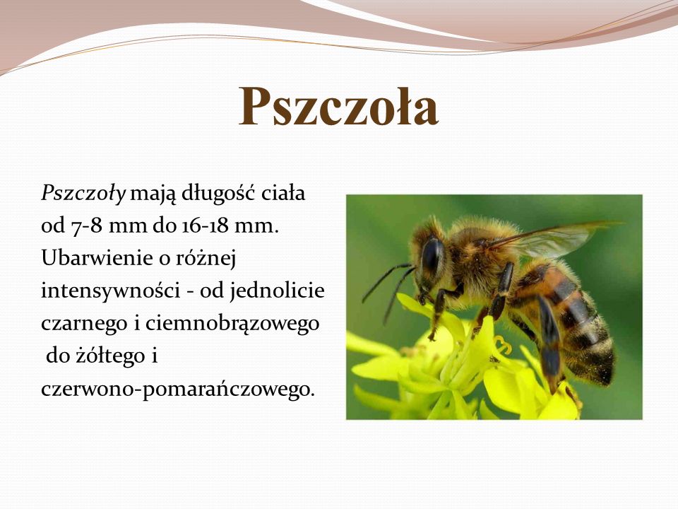 Pszczoła Pszczoły mają długość ciała od 7-8 mm do mm.