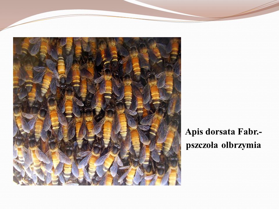 Apis dorsata Fabr.- pszczoła olbrzymia