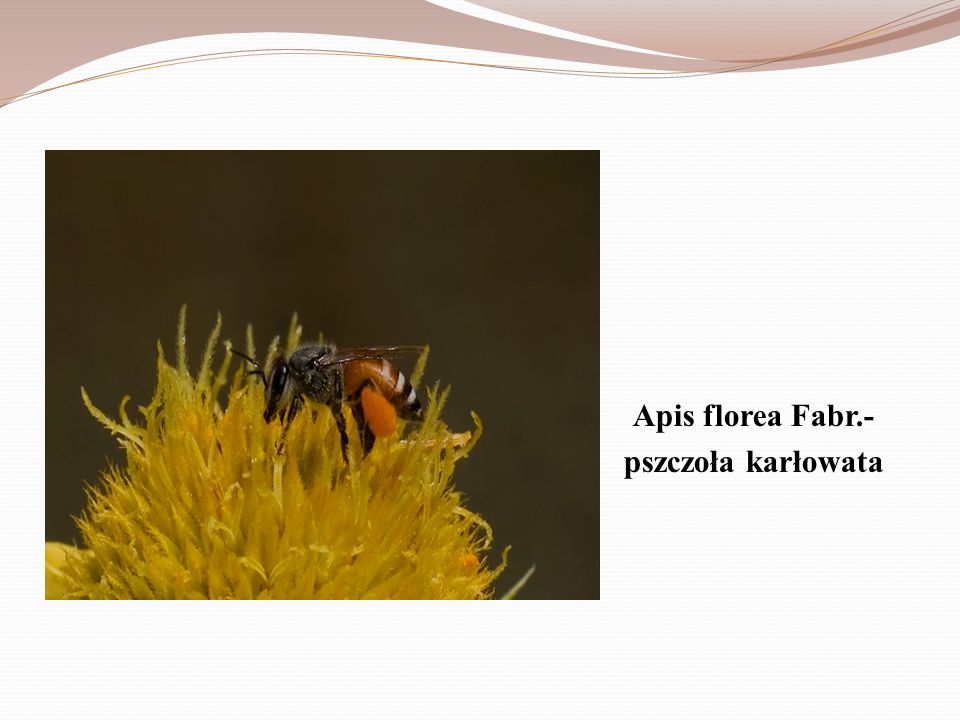 Apis florea Fabr.- pszczoła karłowata