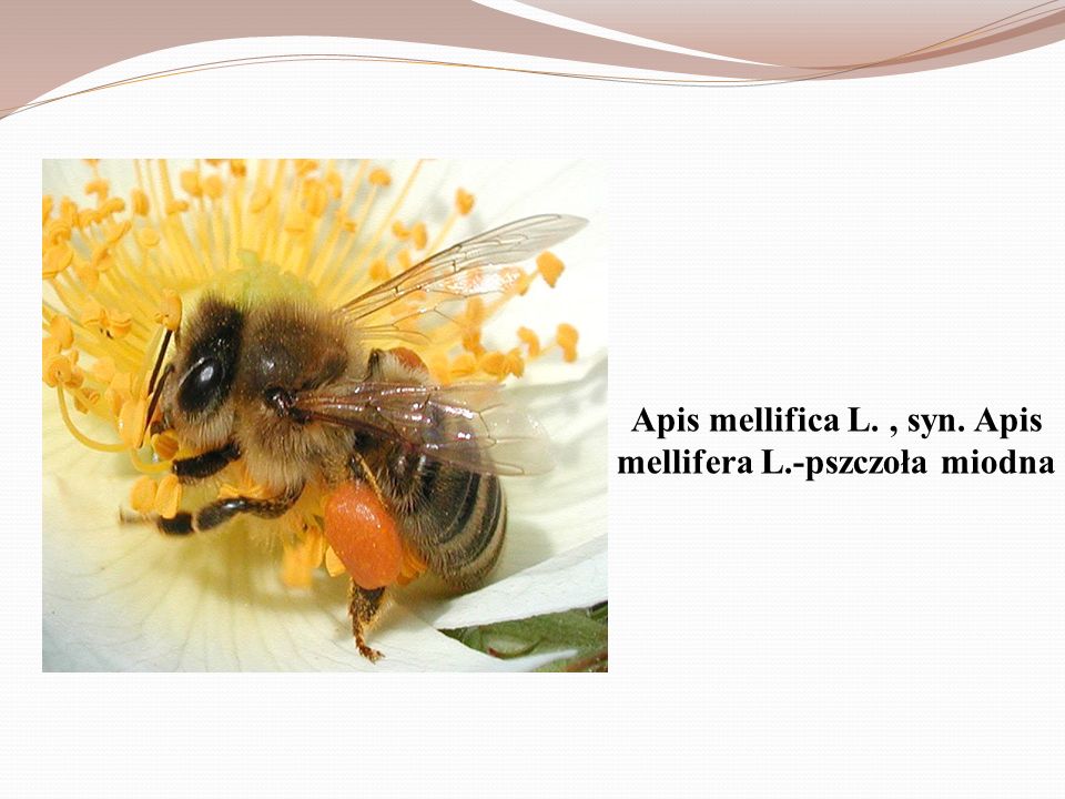 Apis mellifica L. , syn. Apis mellifera L.-pszczoła miodna