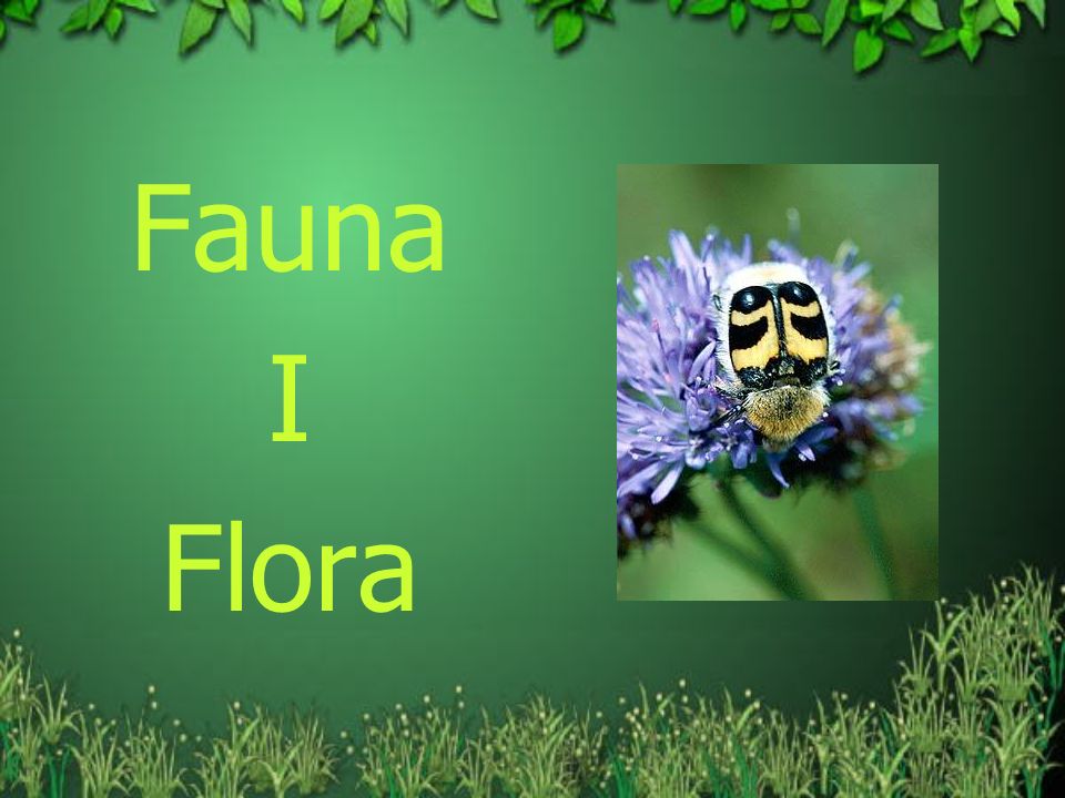 Fauna I Flora