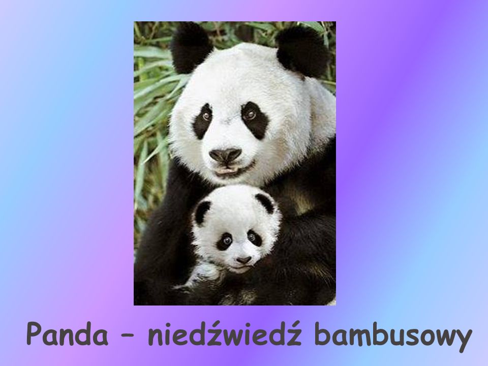 Panda – niedźwiedź bambusowy