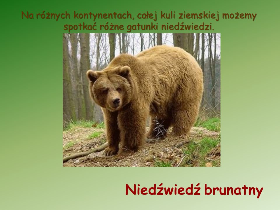 Na różnych kontynentach, całej kuli ziemskiej możemy spotkać różne gatunki niedźwiedzi.