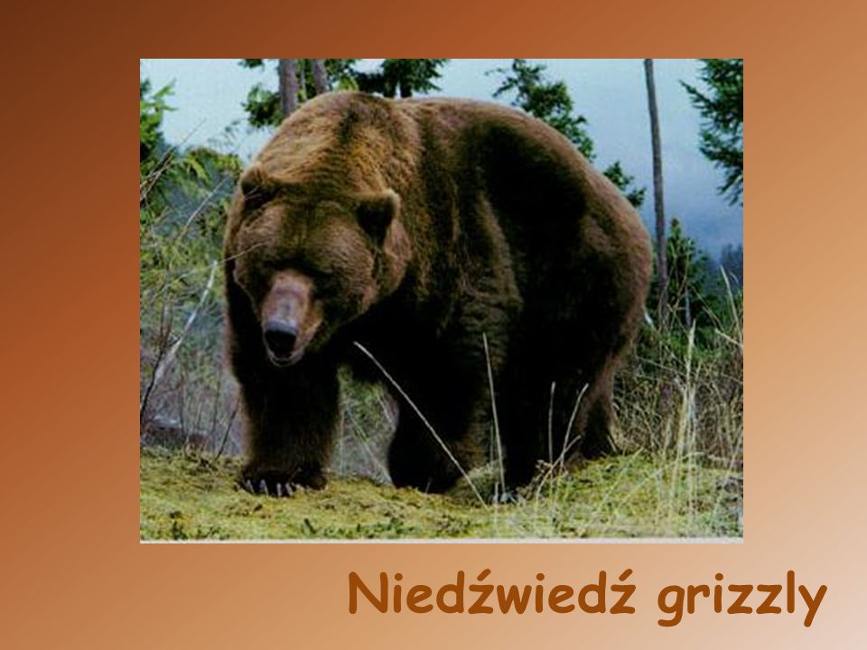 Niedźwiedź grizzly