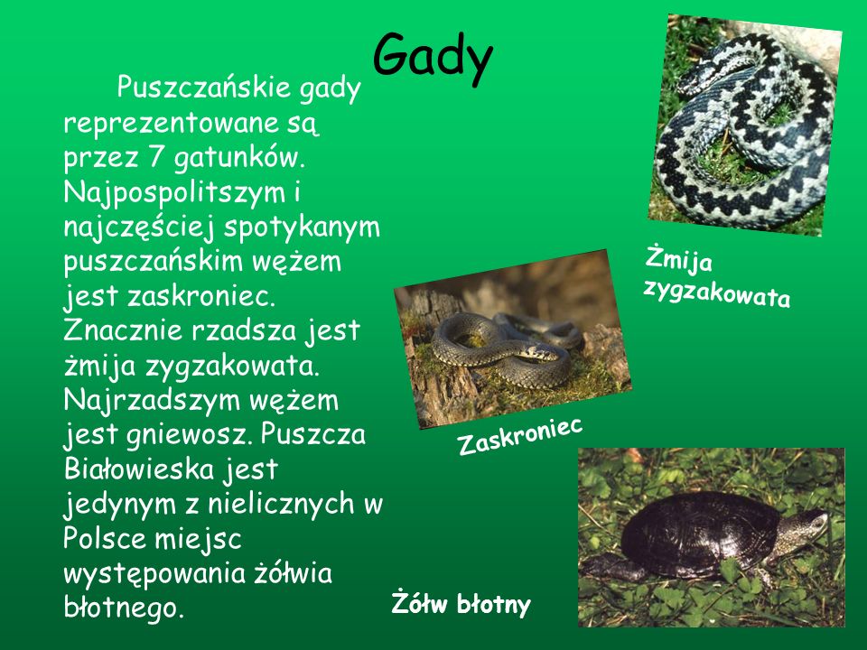Gady