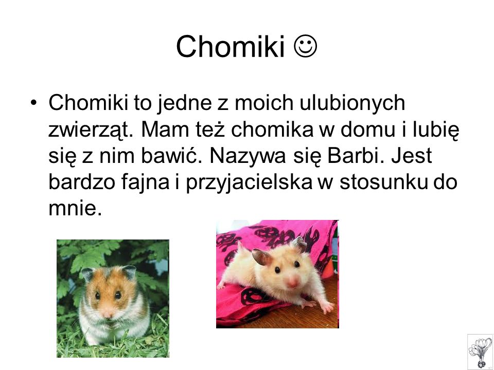 Chomiki 