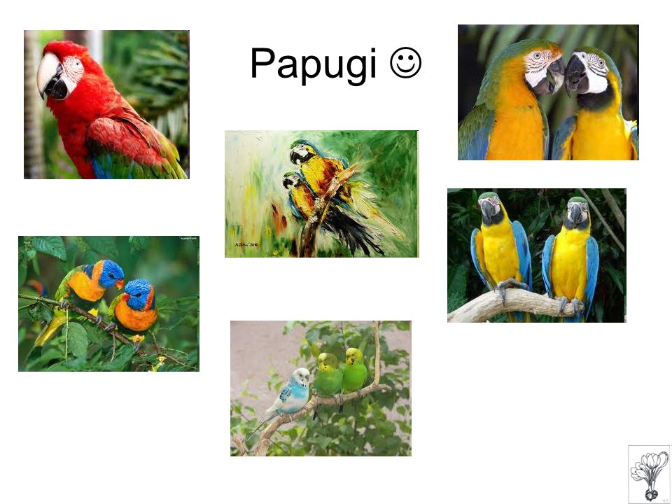 Papugi 