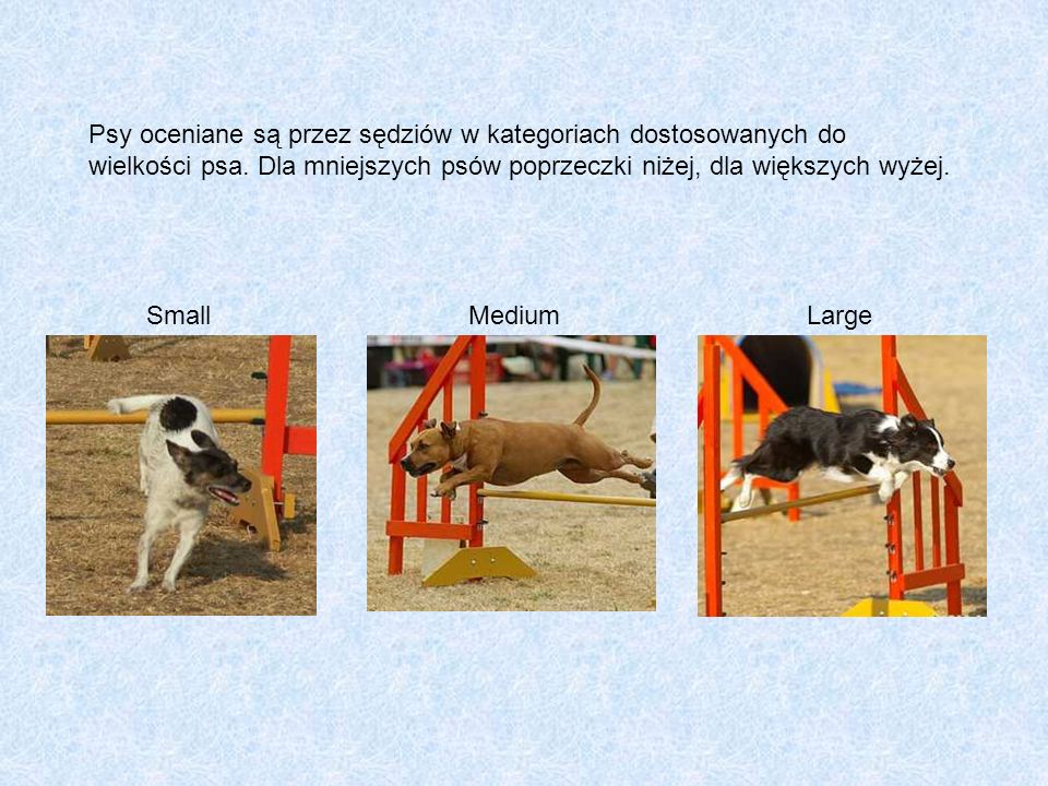 Psy oceniane są przez sędziów w kategoriach dostosowanych do wielkości psa. Dla mniejszych psów poprzeczki niżej, dla większych wyżej.