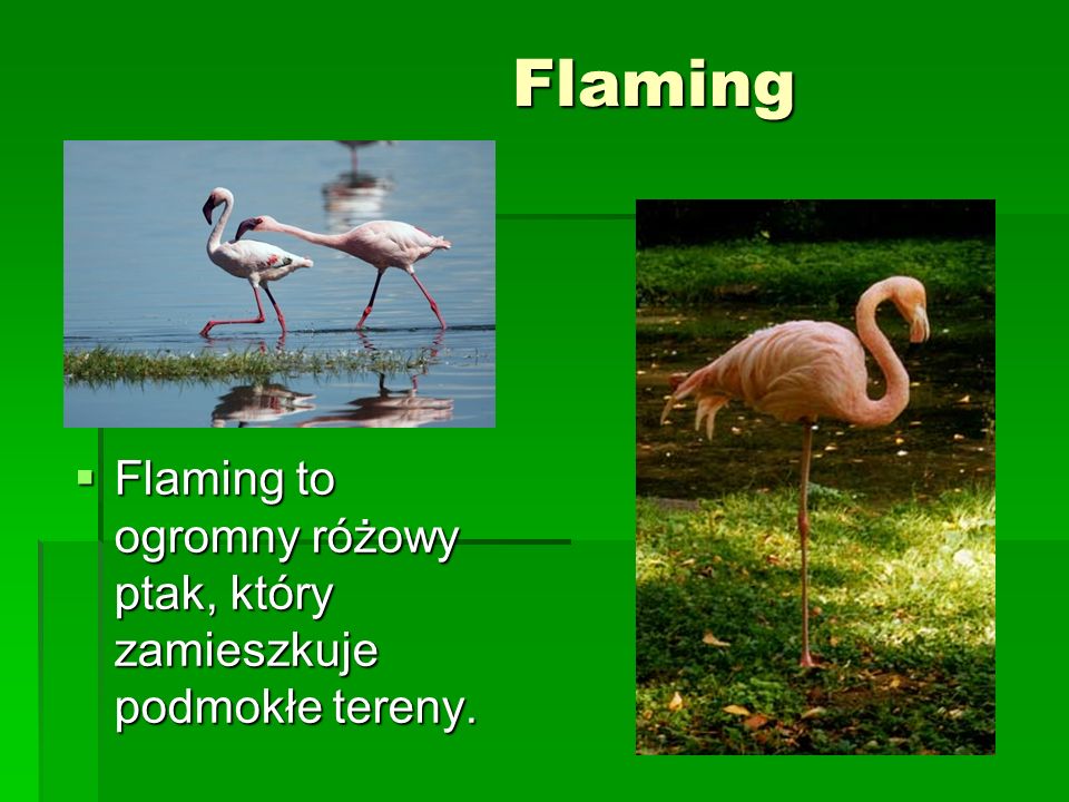 Flaming Flaming to ogromny różowy ptak, który zamieszkuje podmokłe tereny.