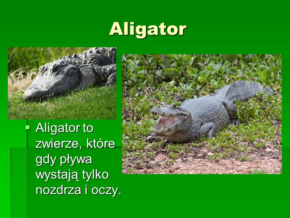 Aligator Aligator to zwierze, które gdy pływa wystają tylko nozdrza i oczy.