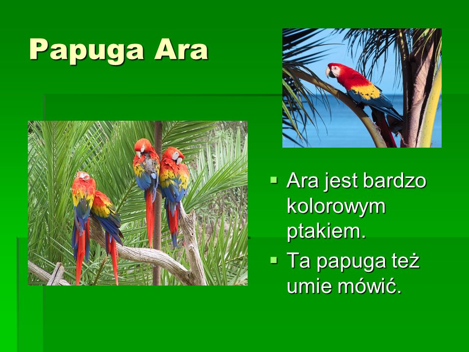 Papuga Ara Ara jest bardzo kolorowym ptakiem.